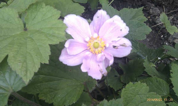 what is this flowering plant called?