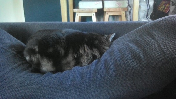 to ask the cats to budge up so I can fit into the bed
