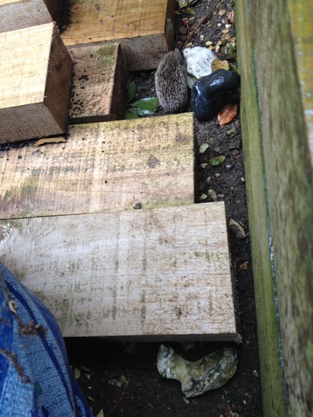 There's a hedgehog building a nest in my garden!