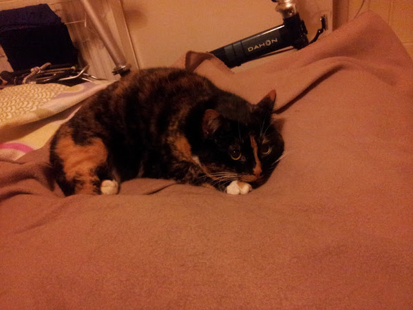 to ask the cats to budge up so I can fit into the bed