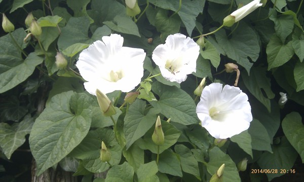 can you name these flowering and not-yet flowering plants?