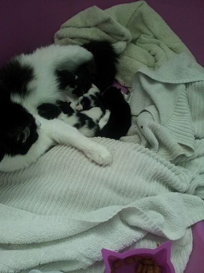 Squeeeee!! 3 day old kitten pics!
