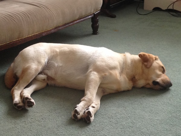 I know he's just a dog, but please send good vibes