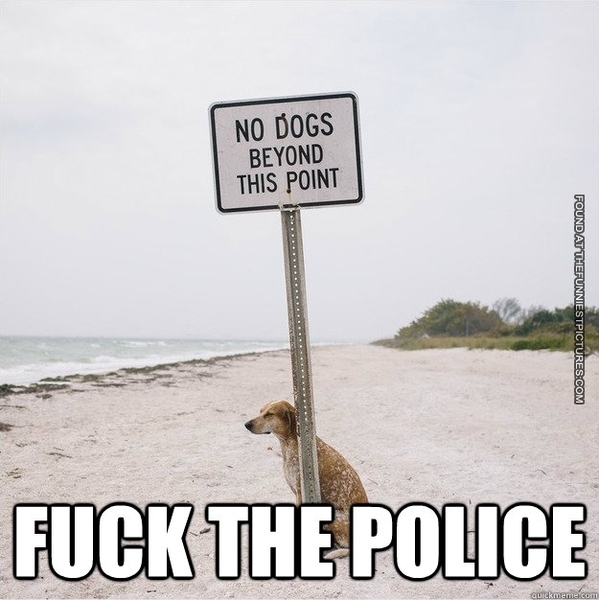 To think if you go to the dog beach you should expect dogs