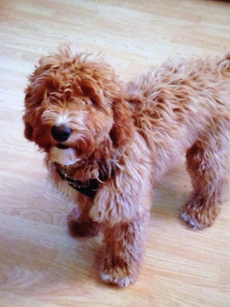 Please only tell me good things about your poodle/spaniel cross ...