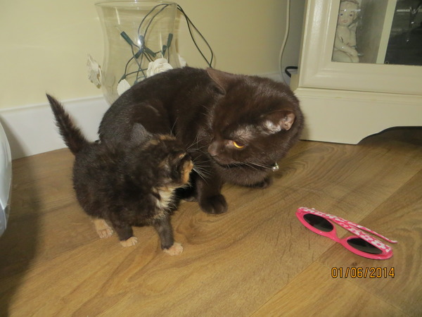 name game! new kitty :-)