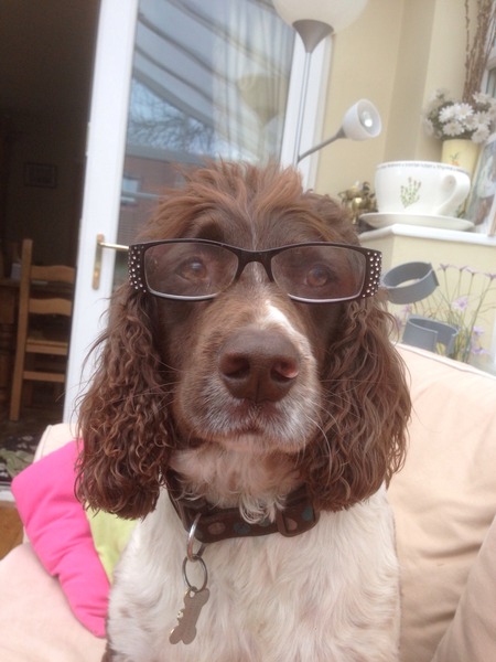 I know he's just a dog, but please send good vibes