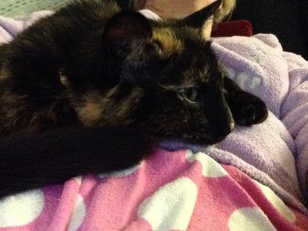Shall we show off our cats? &#55357&#56832&#55357&#56832&#55357&#56832&#55357&#56832