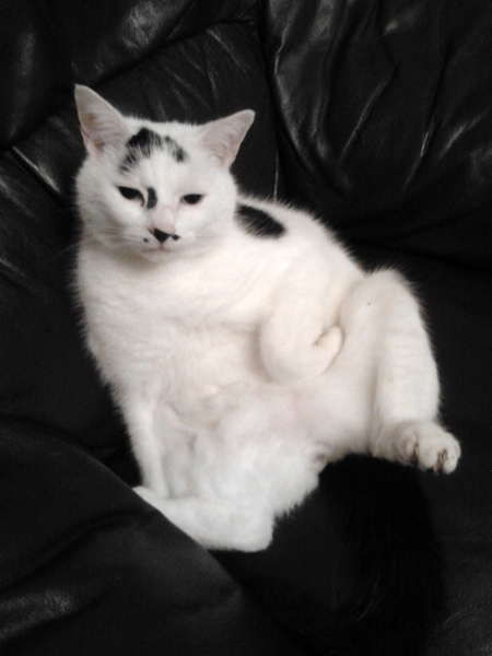 AIBU to show you all a picture of the gorgeous male who's keeping me company this evening...