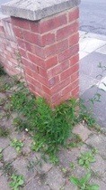 What is this weed thing?
