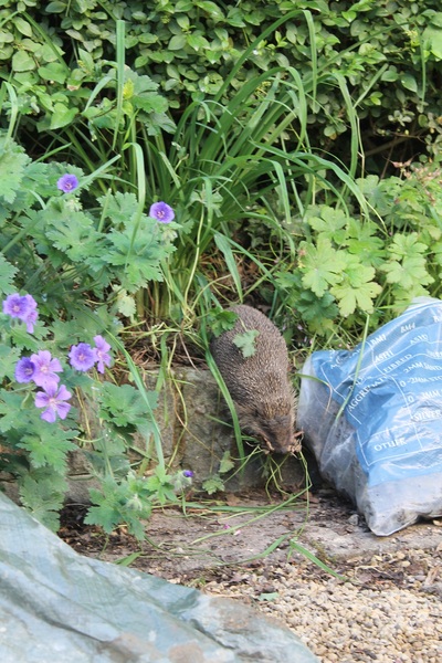 There's a hedgehog building a nest in my garden!