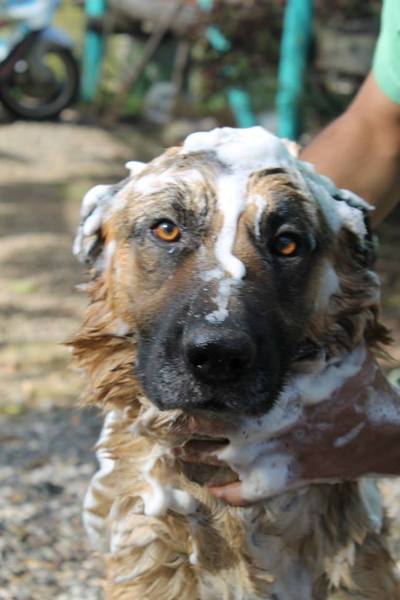 I know he's just a dog, but please send good vibes