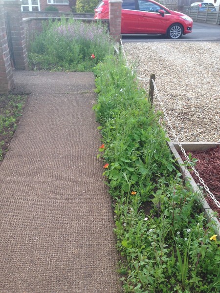 How to salvage this soil into something beautiful? (pics)