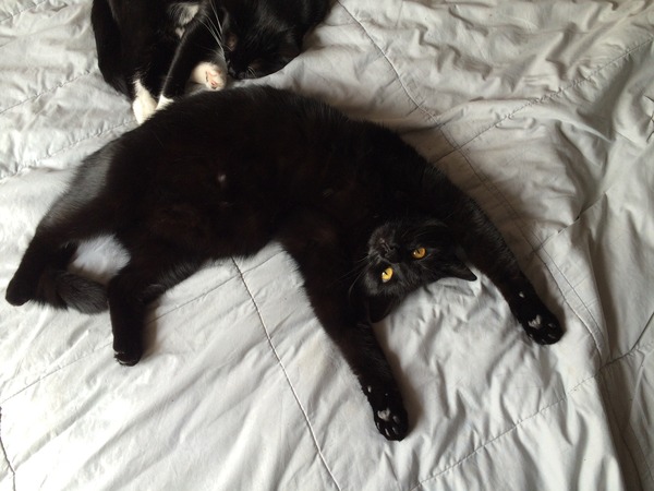What breed (cross) is my cat? (If any).