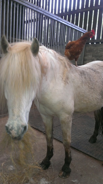 Maintaining weight & cheaters confessional