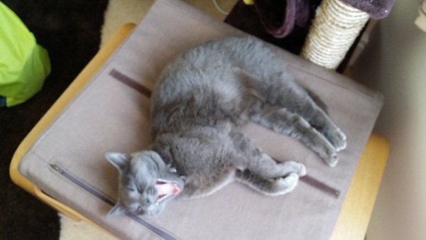 AIBU to show you all a picture of the gorgeous male who's keeping me company this evening...