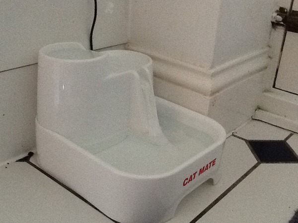 Cat drinking fountains