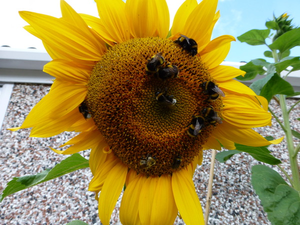 Plants to attract wildlife, particularly butterflies and bees