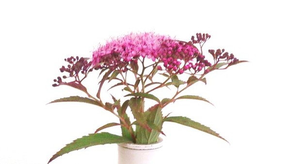 can you name this flowering plant? (2 pics)