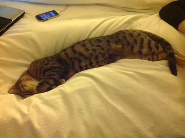 Baby Cat!