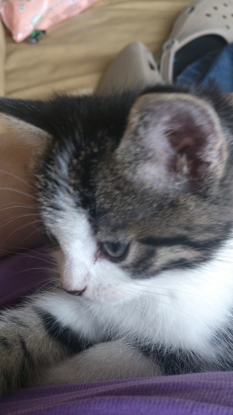 Our new kitten arrives today