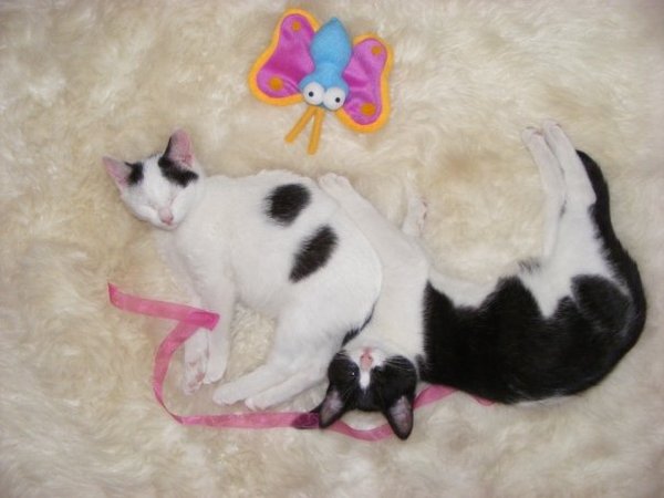 Shall we show off our cats? &#55357&#56832&#55357&#56832&#55357&#56832&#55357&#56832