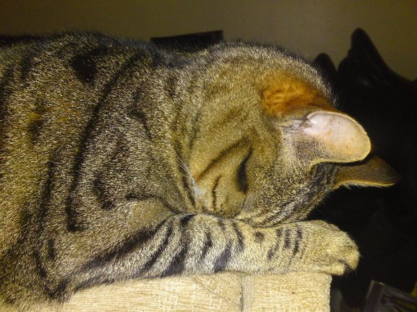 AIBU to show you all a picture of the gorgeous male who's keeping me company this evening...