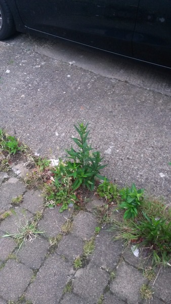 What is this weed thing?