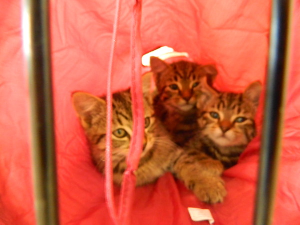 Shall we show off our cats? &#55357&#56832&#55357&#56832&#55357&#56832&#55357&#56832