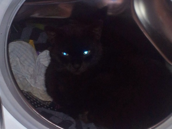 My cats bag legs won't work