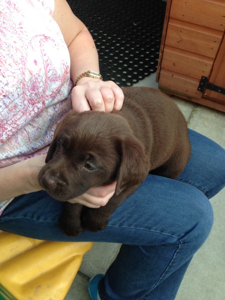 Brought our new puppy home