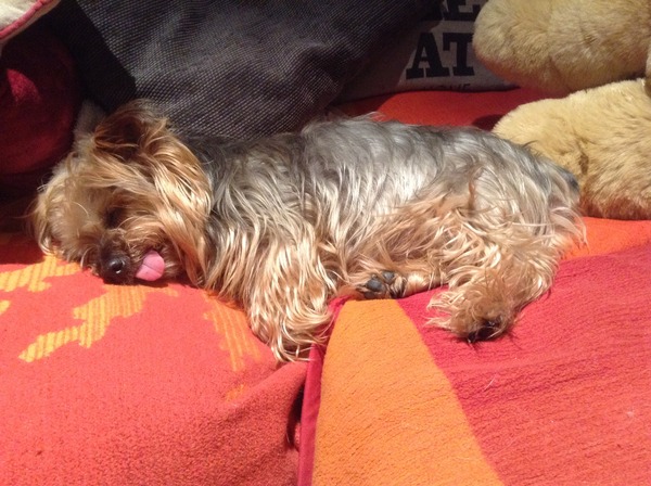 I know he's just a dog, but please send good vibes