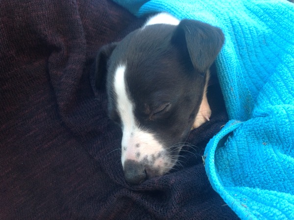 Vet cost advice please