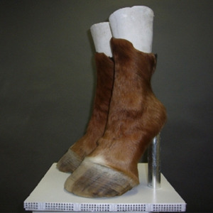 Platform trainers