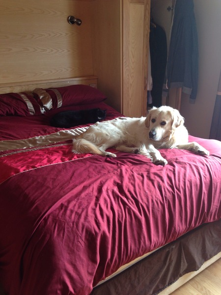 To not want to share my bed with a 50k Labrador?