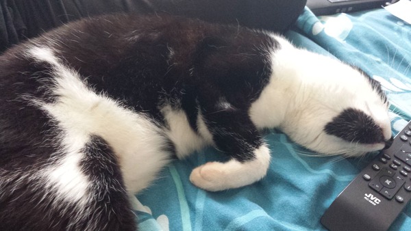Picking up our new rescue cat tomorrow!