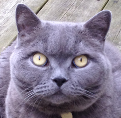 who is unreasonable regarding the bastard cat? you decide!