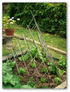 A garden is a lovesome thing, God wot!