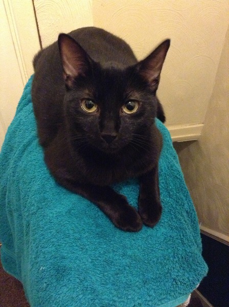 Shall we show off our cats? &#55357&#56832&#55357&#56832&#55357&#56832&#55357&#56832