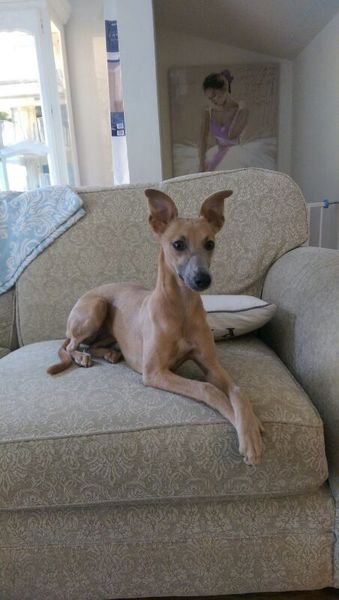 Right, decision made. But how the bloody hell do I find a greyhound puppy?