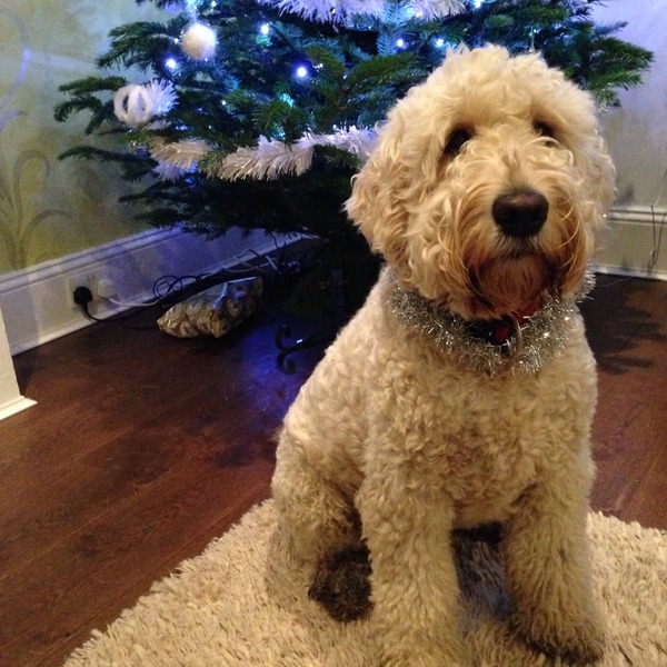 Labradoodles - the good, the bad and the ugly!