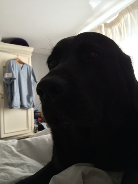 To wonder how anyone manages to get anything done with a puppy in the house?