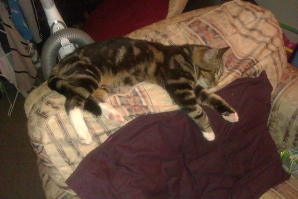 AIBU to show you all a picture of the gorgeous male who's keeping me company this evening...