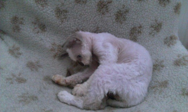 Baby Cat!