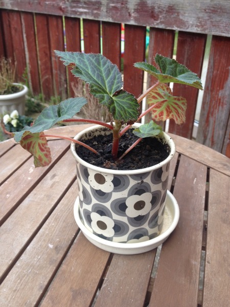 What plant is this and should I repot it outside?