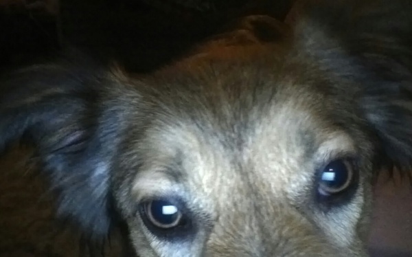 I know he's just a dog, but please send good vibes