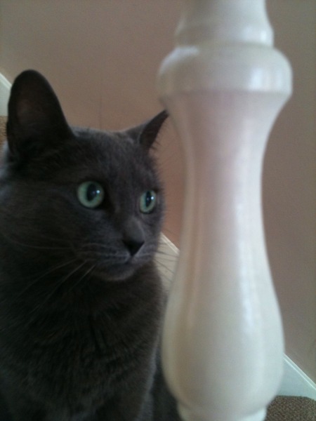 What breed (cross) is my cat? (If any).