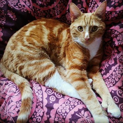 Does my cat have to go?