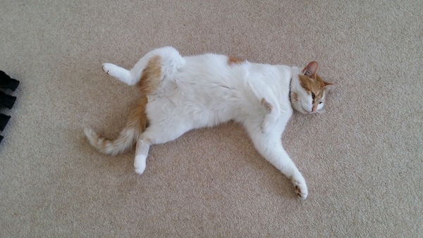 AIBU to show you all a picture of the gorgeous male who's keeping me company this evening...
