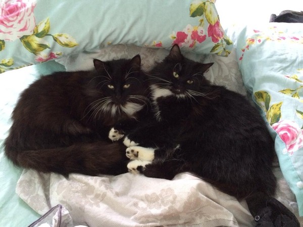 Shall we show off our cats? &#55357&#56832&#55357&#56832&#55357&#56832&#55357&#56832